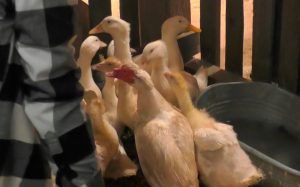 Farma Česko / Foto: TV Nova