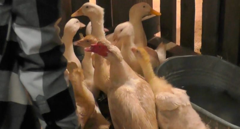 Farma Česko / Foto: TV Nova