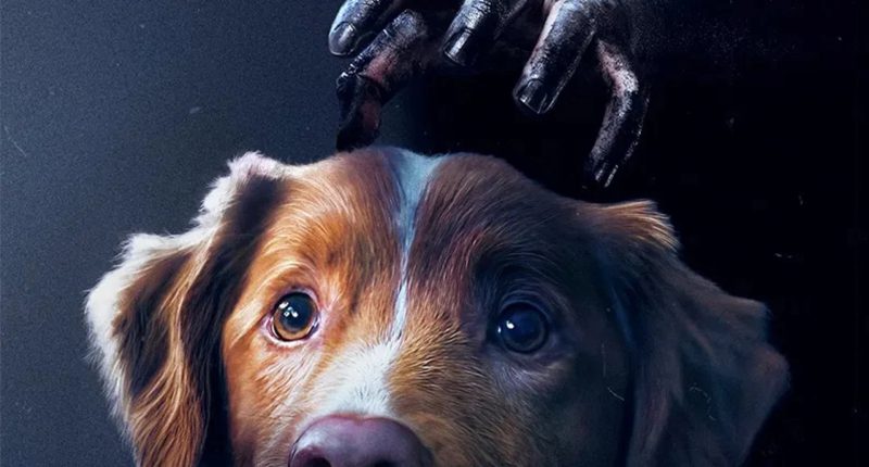 Pes Indy se v hororu Good Boy stává ochráncem proti silám ze záhrobí Good boy / Foto: IFC Films