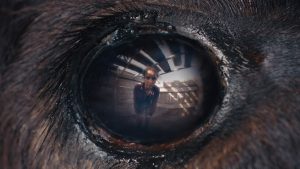 Animale / Foto: Filmeurope