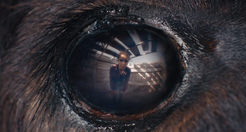 Drsný, magický a poetický, to je francouzský film Animale Animale / Foto: Filmeurope